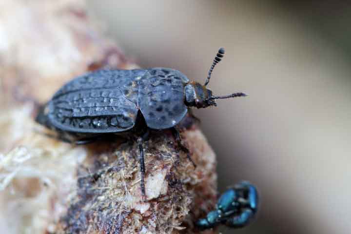 Der Runzelige Aaskäfer (Thanatophilus rugosus) ist regelmäßig auf Tierkadavern anzutreffen. Foto: Andreas Marten