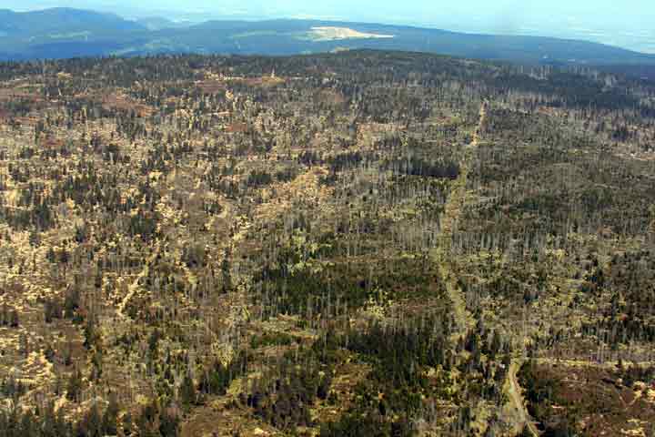 Waldfläche im Revier Bruchberg im Mai 2008, Luftbild.Foto: Rolf Maßmann