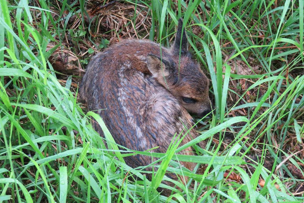 Rehkitz im Nationalpark Harz, Foto G. Karste