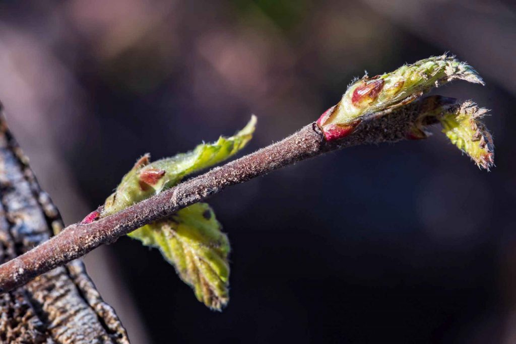 Der feine Flaum an den Zweigen verrät die Moorbirke. Foto: Thomas Schwerdt