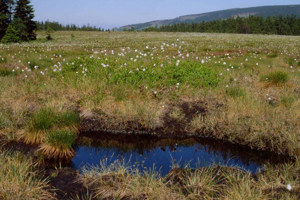Lebensraum der Alpen-Smaragdlibelle sind die Hochmoore im Nationalpark Harz. Foto: Volker Schadach