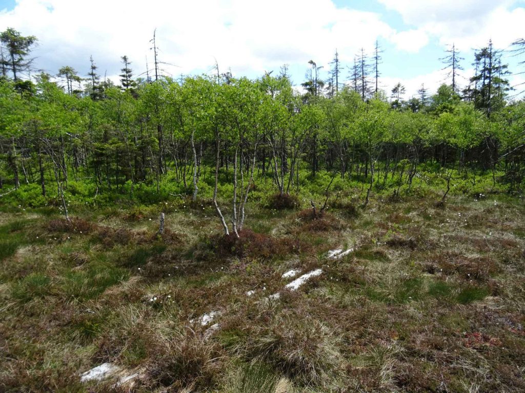 Seltener Bestand alter Moorbirken im Lerchenfeldmoor im Nationalpark Harz Foto: Sabine Bauling