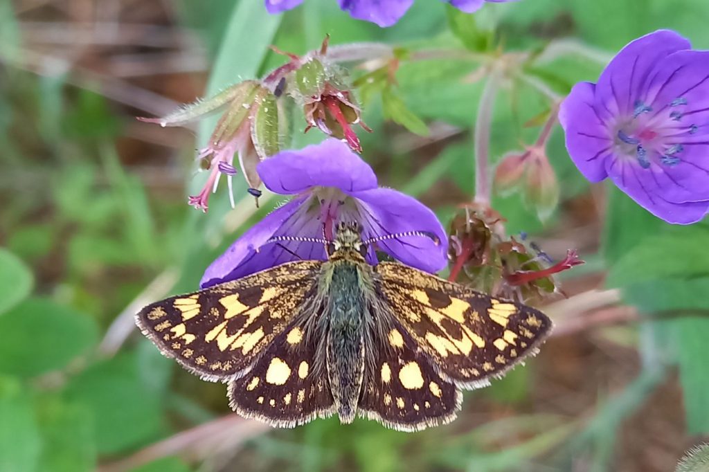 Einer der Schmetterlinge, die auf der Hohnewiese zu finden sind: Ein gelbwürfeliger Dickkopffalter auf dem Wald-Storchenschnabel. Foto: Verena Marten, Nationalpark Harz