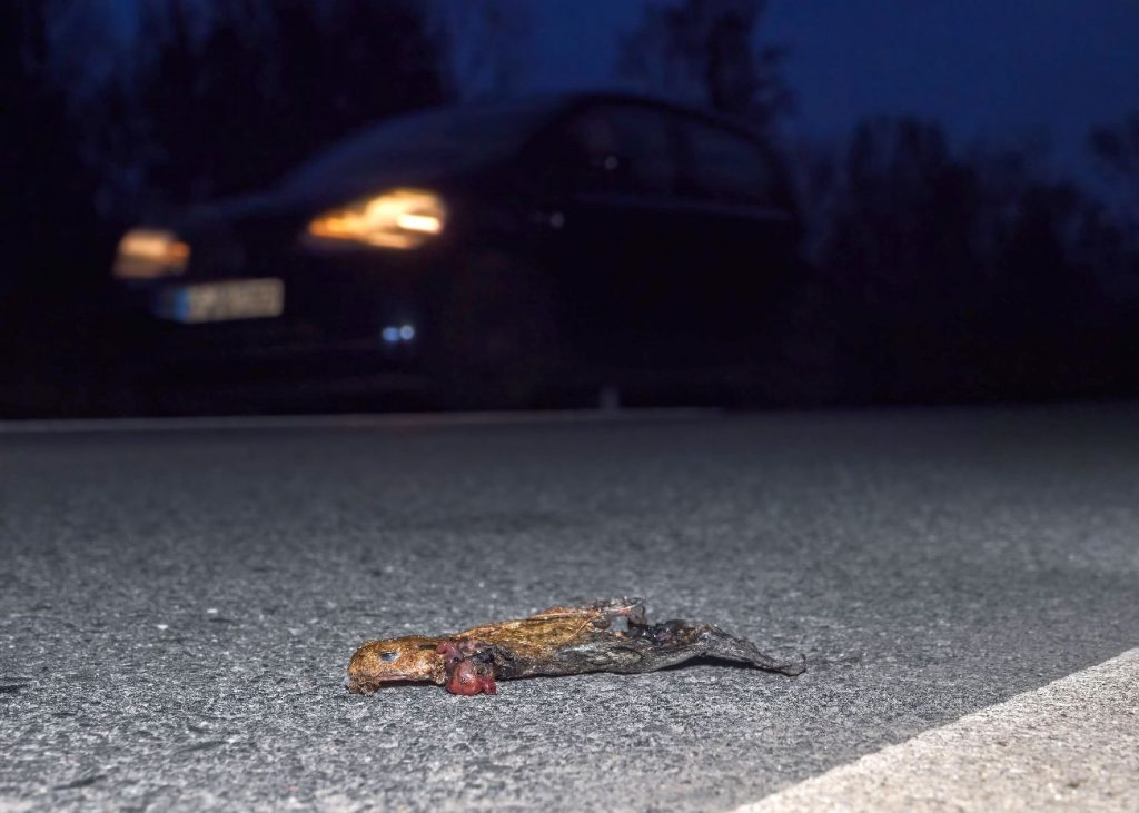 Verunglückte Erdkröten auf gefährlicher Wanderschaft von und zu den Laichplätzen. Foto: Regine Schadach