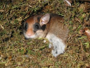 Gartenschläfer, Foto: Rudi Leitl BUND