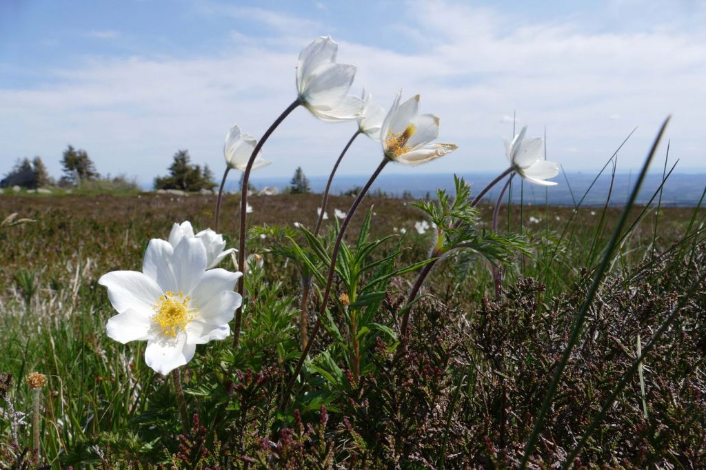 Die bedrohte Brocken-Anemone ist deutschlandweit nur auf der Brockenkuppe zu finden. Foto: Martin Baumgartner