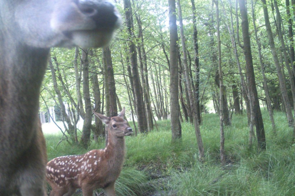 Fotofallenaufnahme einer Hirschkuh mit Kalb im Nationalpark Harz. Foto: Nationalpark Harz