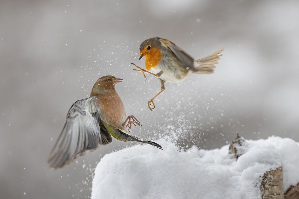 „Luftkampf“ von Jörg Stemmler aus Hettstedt (Sieger Kategorie A)