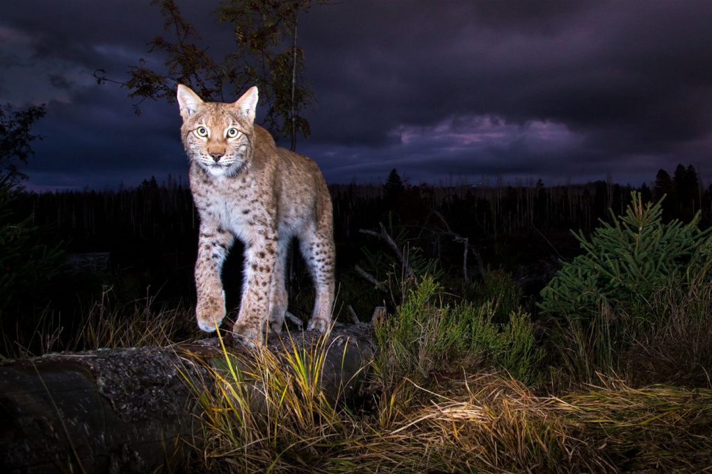 Fotofallen-Aufnahme eines Luchses im Nationalpark Harz. Foto: Ole Anders