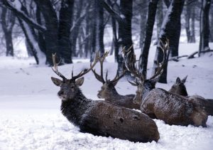 Rothirsche im Schnee im Nationalpark Harz, Foto Armin Maywald