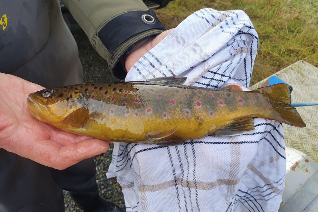 Eine große männliche Bachforelle aus der Radau im Nationalpark Harz. Foto Sven Kramer