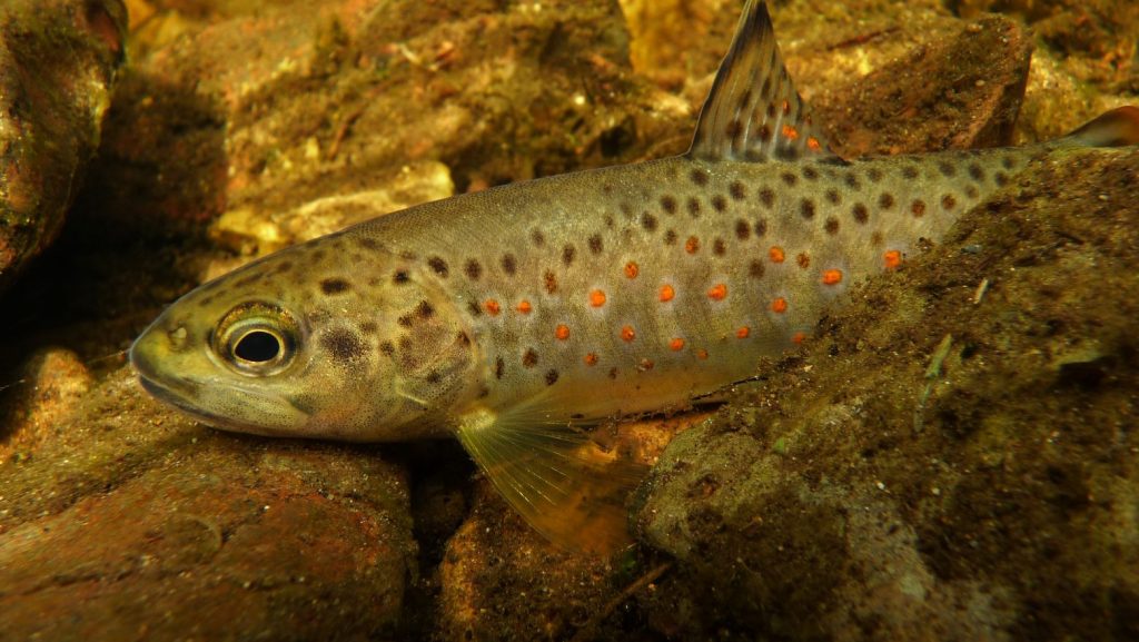 Bachforelle im Nationalpark Harz. Foto: Otfried Wüstemann