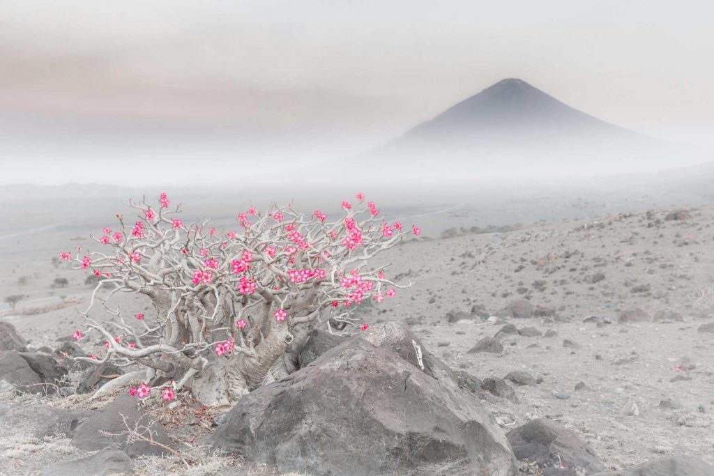 „Wüstenblüte“ von Marco Gaiotti, Italien, Sieger in der Kategorie The Beauty of Plants Foto: Marco Gaiotti. Copyright für dieses Foto bei projekt natur & fotografie, Mara K. Fuhrmann und dem Fotografen.