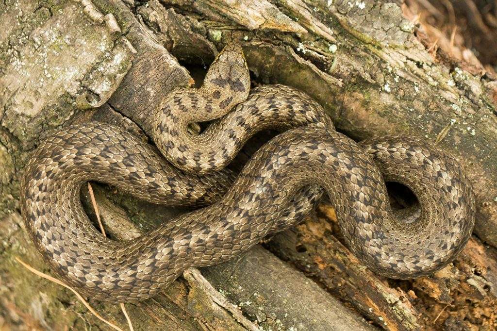 Eine Schlingnatter (auch Glattnatter genannt), eine ungiftige Schlange, die aufgrund einer ähnlichen Grundfärbung oft mit der Kreuzotter verwechselt wird. Bei genauer Betrachtung kann sie durch die runden Pupillen und die in eine Fleckenreihe aufgelöste Rückenzeichnung gut von der Kreuzotter unterschieden werden. Im vergangenen Jahr gelang zufällig der Erstnachweis einer Schlingnatter im Nationalpark Harz. Foto: Axel Schonert