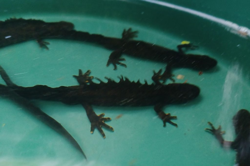 Besonders charakteristisch ist der auffallende Kamm auf Rücken und Schwanz, den die Männchen zur Fortpflanzungszeit in ihrer sogenannten Wassertracht ausbilden. Foto: Martin Baumgartner;