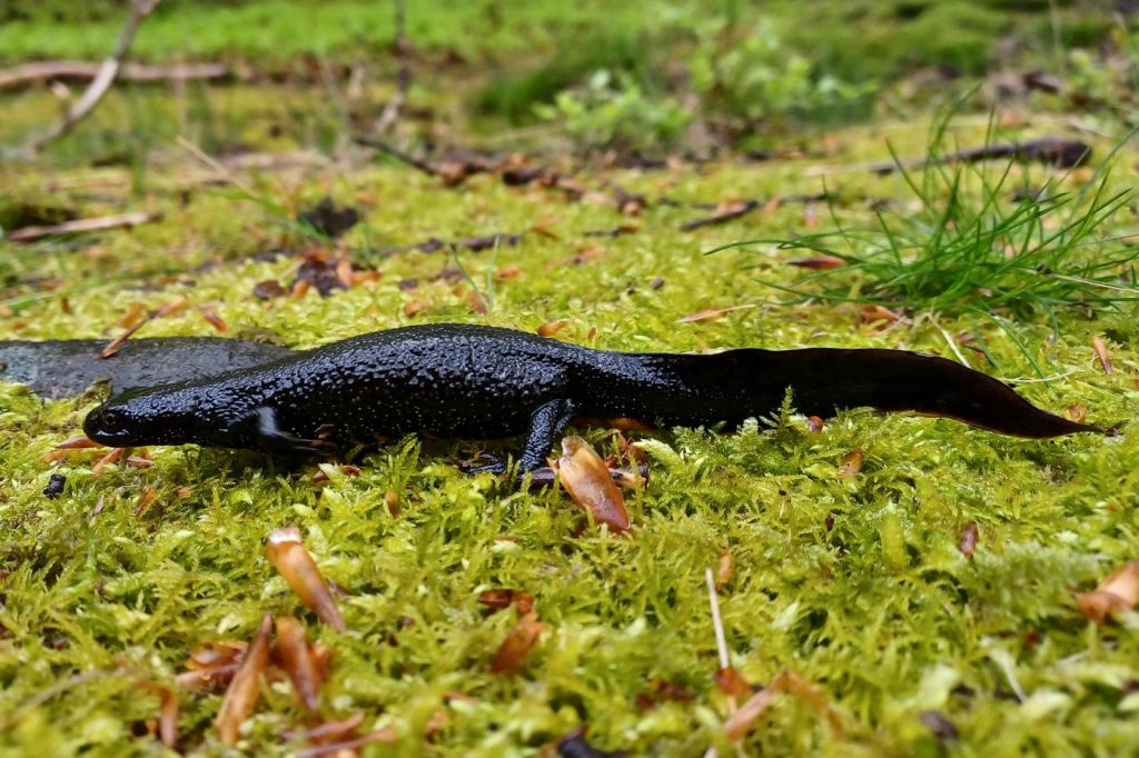 Der Kammmolch wird mit bis zu 20 cm Länge deutlich größer als die übrigen heimischen Molcharten. Der beeindruckende Schwanzlurch gilt als gefährdete Art. Foto: Martin Baumgartner