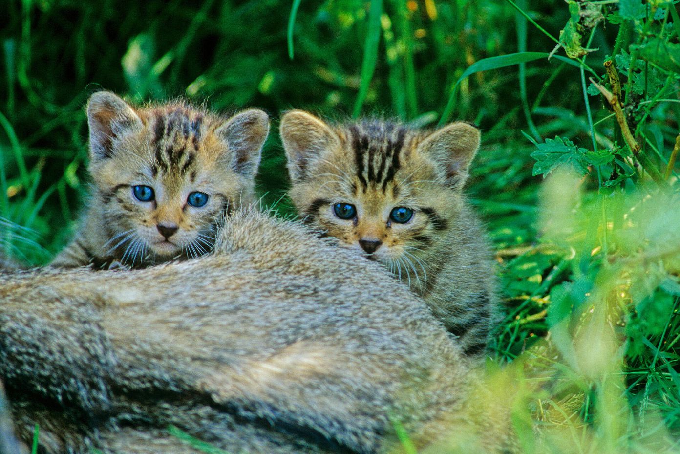 Junge Wildkatzen, Foto: Thomas Stephan, BUND