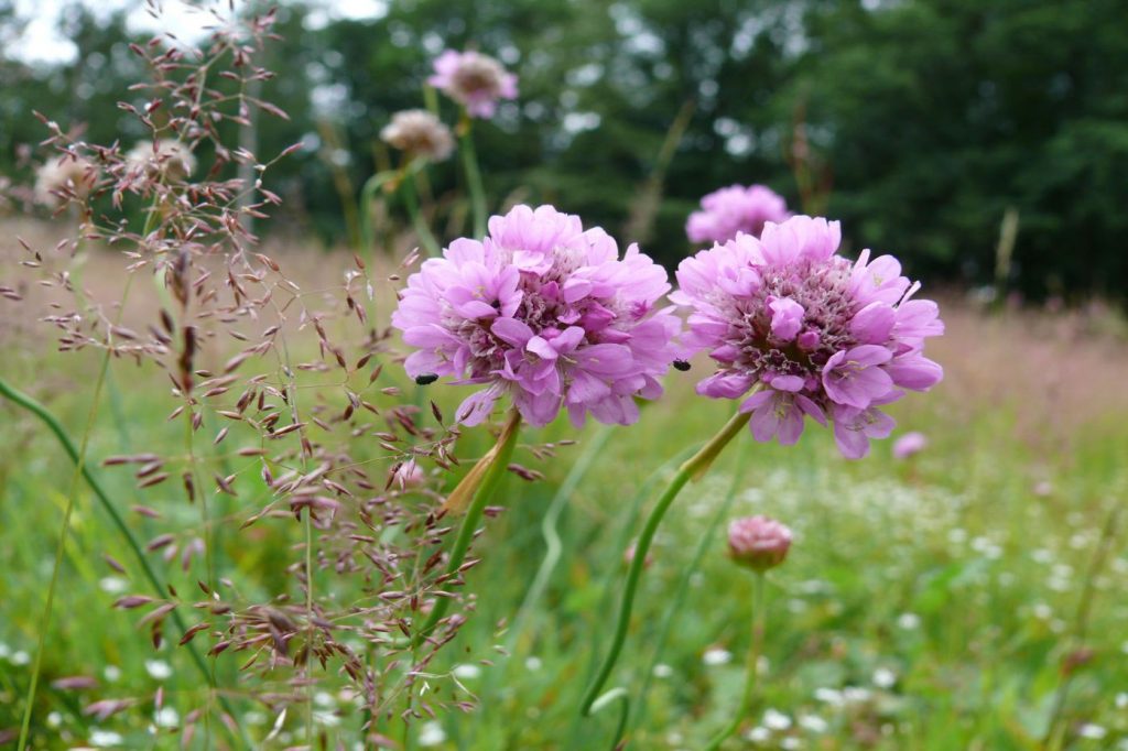 Beim Aktionstag zur Artenvielfalt am Natur-Erlebniszentrum HohneHof am Sonntag, 26. Mai, können die Gäste botanische Beobachtungen am Wegesrand machen. Foto: Dr. Ulrich Kison