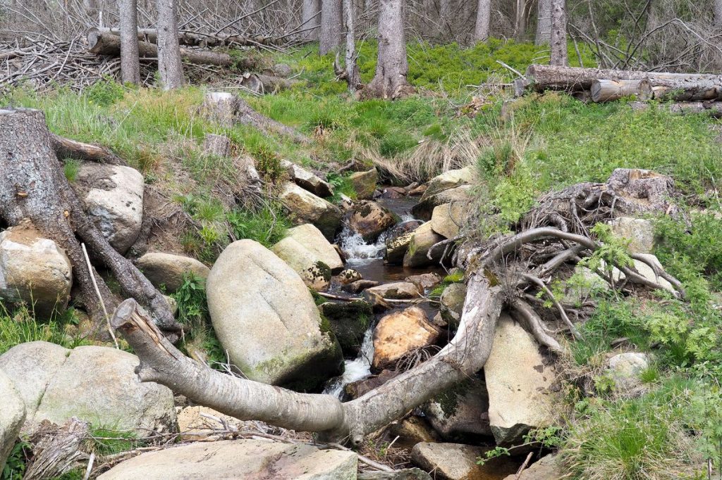Die Wormke im Nationalpark Harz, oberhalb ihrer Ableitung in den Wormkegraben. Foto: Ingrid Nörenberg