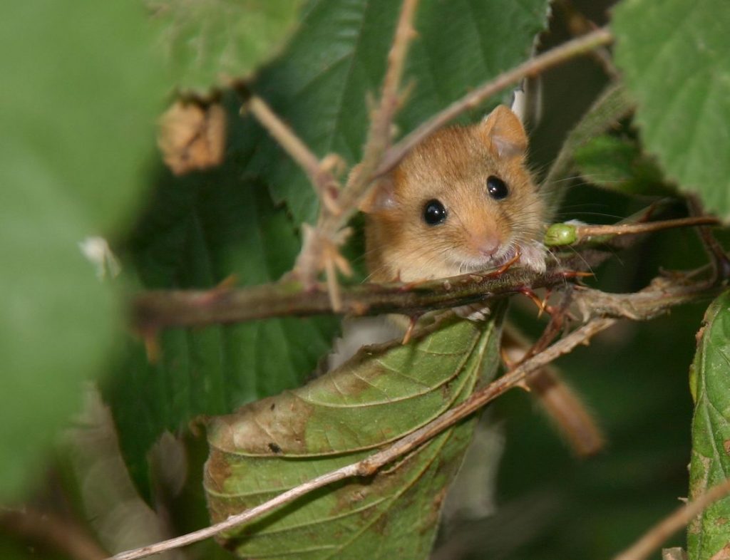 Haselmaus, Foto Sven Büchner