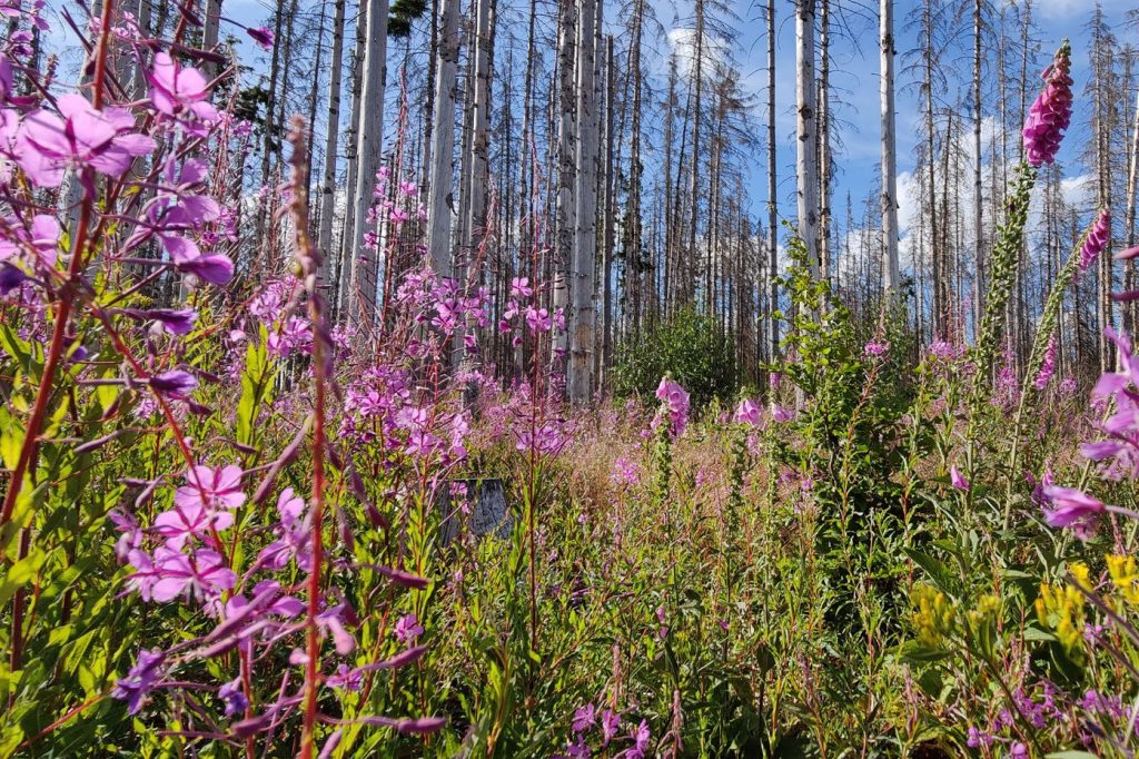 Blütenpracht auf Totholzflächen. Foto: R. Pietsch;