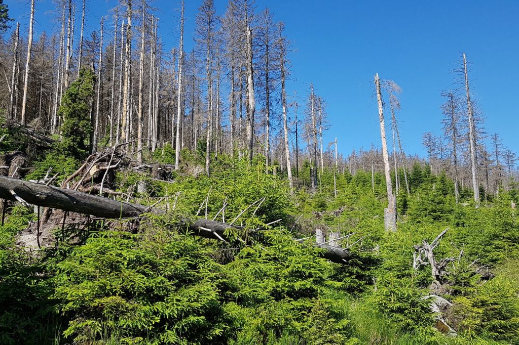 Sukzessionsfläche mit Fichte in den höheren Lagen des Nationalparks. Die Fichte ist vor längerer Zeit durch den Befall von Borkenkäfer abgestorben. Das stehende und liegende Totholz wurde auf der Fläche belassen und bietet vielen Arten einen Lebensraum. Foto: U. Springemann;