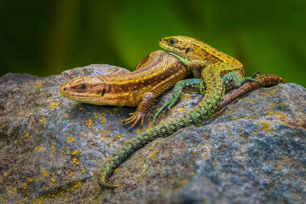 Waldeidechsen, Foto: Jürgen Trull