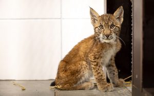 In der Wildtier- und Artenschutzstation Sachsenhagen bei Hannover werden zwei Luchswaisen aus dem Vorharz gepflegt. Die Jungtiere sind laut tierärztlicher Untersuchung unterernährt, haben aber augenscheinlich gute Überlebenschancen. Foto: Ole Anders, Nationalpark Harz